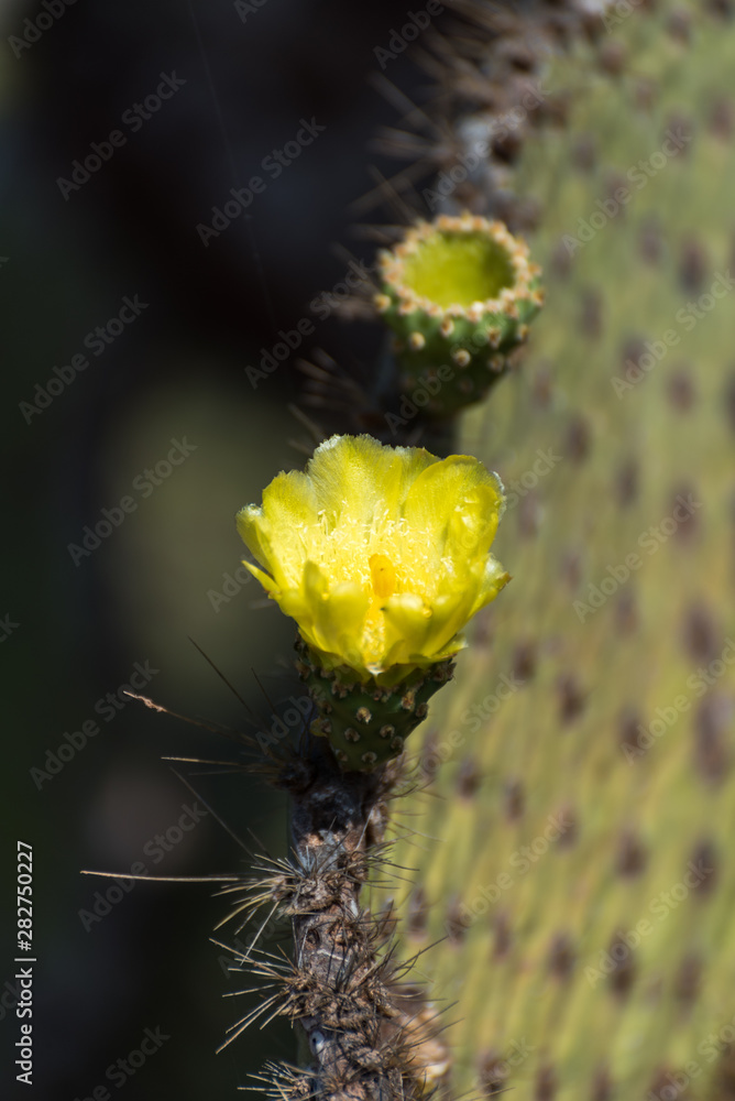 Galapagos Prickly Pear Cactus flower on North Seymour, Galapagos Islands, Ecuador, South America. Galapagos Prickly Pear Cactus flower on North Seymour, Galapagos Islands, Ecuador, South America.