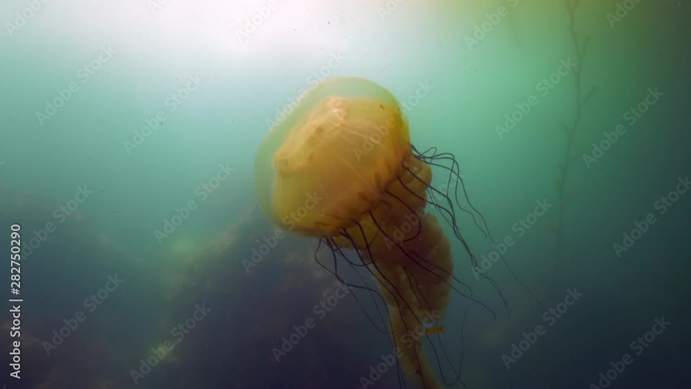 Close-Up: A Large Jellyfish Floating in the Ocean Moving Its Tentacles Up and Down - Monterey, CA Close-Up: A Large Jellyfish Floating in the Ocean Moving Its Tentacles Up and Down - Monterey, CA