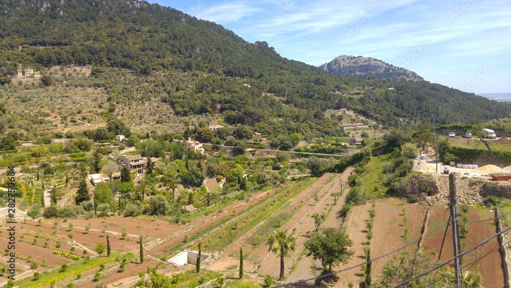 vineyard in mallorca