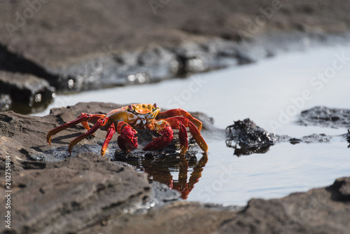 Sally Lightfoot Crab (grapsus grapsus) on rock at Puerto Egas on Santiago, Galapagos Islands, Ecuador, South America.