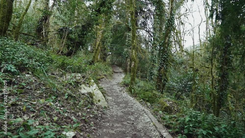 Walk on the path among trees which are covered with bind and moss in a mysterious forest. Walk on the path among trees which are covered with bind and moss in a mysterious forest.