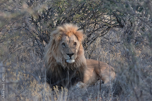 Fototapeta Naklejka Na Ścianę i Meble -  Adult male lion lies down in the short dry grass of Botswana