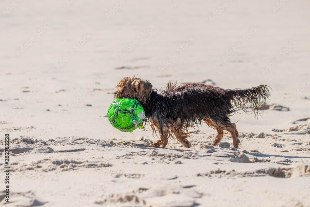 dog with ball on beach