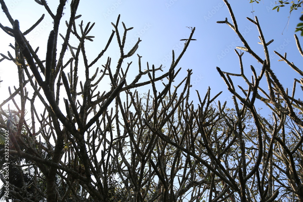 Fototapeta premium Several dry branches against the blue sky