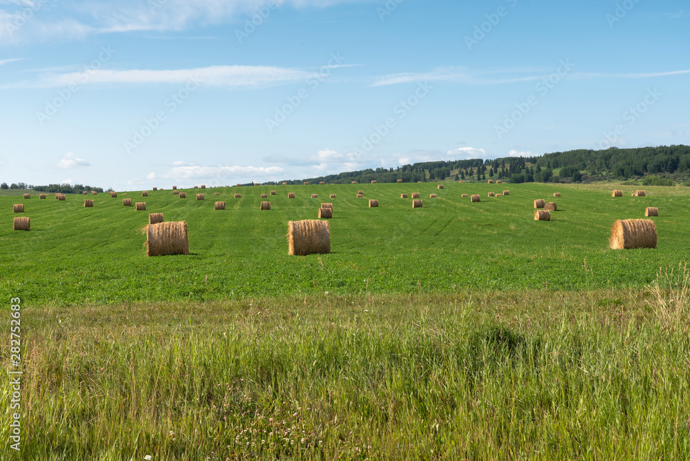 Fototapeta premium Round Bales of Hay in a Field near Cochrane, Alberta, Canada