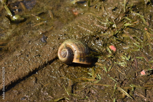 Caracol no ambiente natural photo