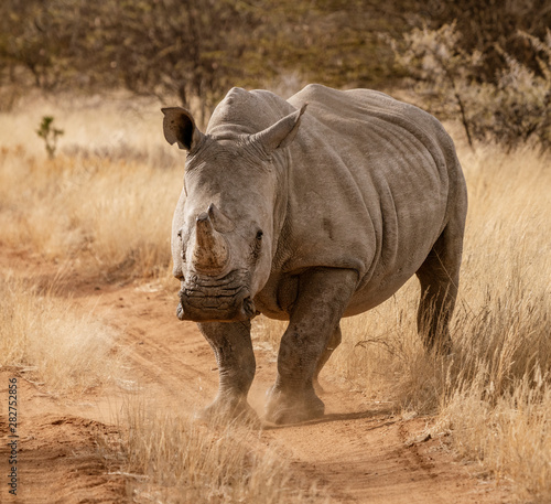 Single white rhinoceros stands on a dirt road in Namibia © mindstorm