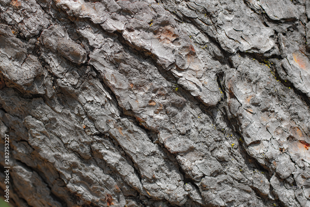 Tree bark texture close up Tree bark texture close up