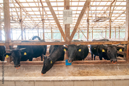 牛舎の中の和牛