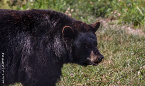 black bear in Pennsylvania 