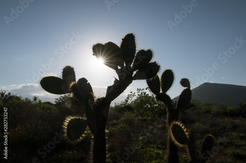 Giant Prickly Pear cactus, Puerto Egas, Santiago island, Galapagos Islands, Ecuador, South America. photo