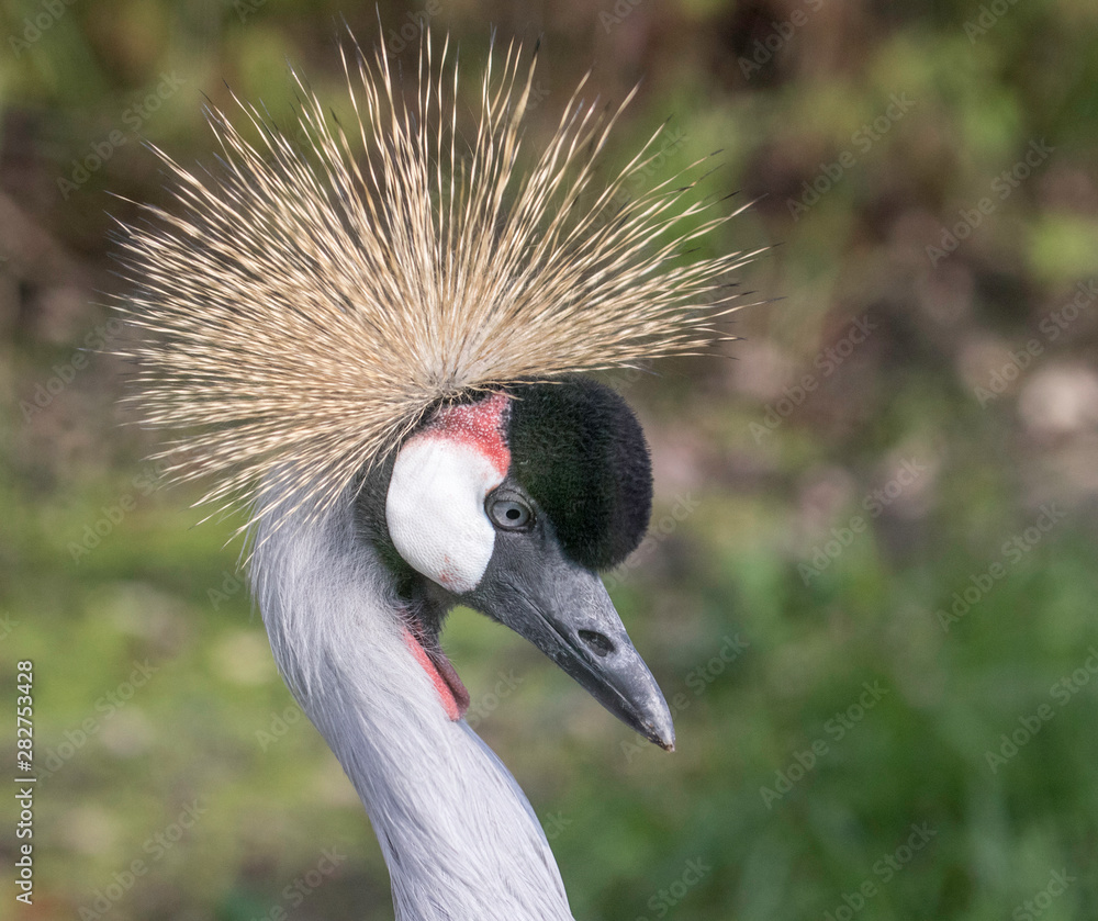 Fototapeta premium grey crowned crane head profile 