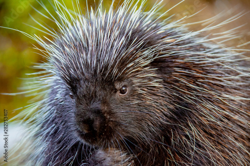 Close-up of porcupine at Kroscel Films Wildlife Center, in Skagway, Alaska photo