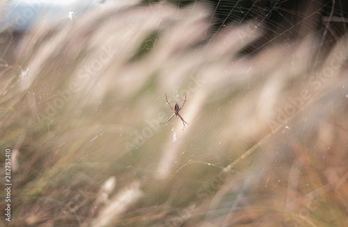 spider on web