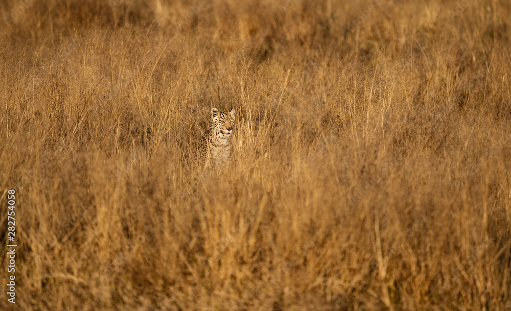 Obraz premium Leopard is nearly invisible in the short dry grass, as he stalks his prey in Namibia