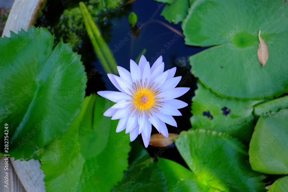 beautiful lotus flower or water lily in pond beautiful lotus flower or water lily in pond