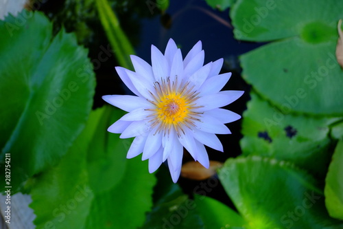 beautiful lotus flower or water lily in pond