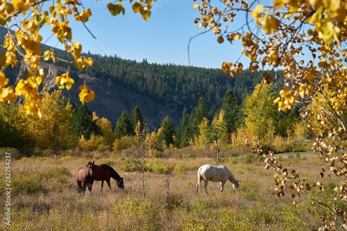Horses Grazing British Columbia. Horse grazing in the Nicola Valley of British Columbia. © maxdigi