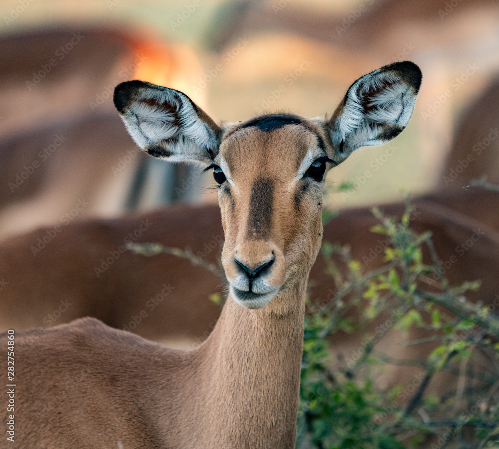 A female impala pauses from eating to look at the photographer in Botswana