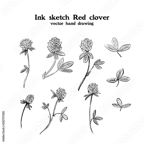 Ink sketch drawing illustration of Red clover, Trifolium pratense, meadow, pasture, field and hay plant. Medicinal plant. Black and white frame.