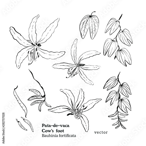 Vector hand drawn black and white set of illustrations in sketch ink vintage style of Orchid tree plant, Bauhinia fortificata or Pata de vaca, with flowers, leaves, branch and pod.