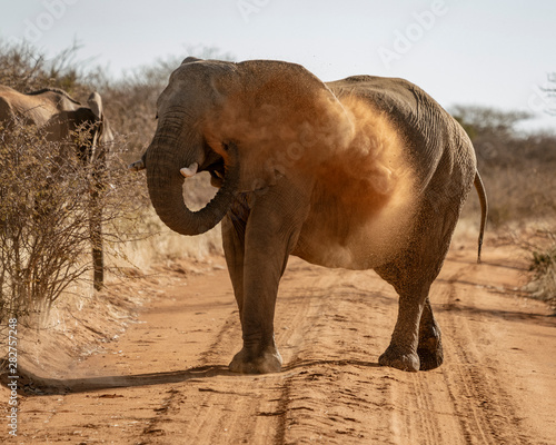Photography Elephant throws dirt onto its back in order thwart parasites