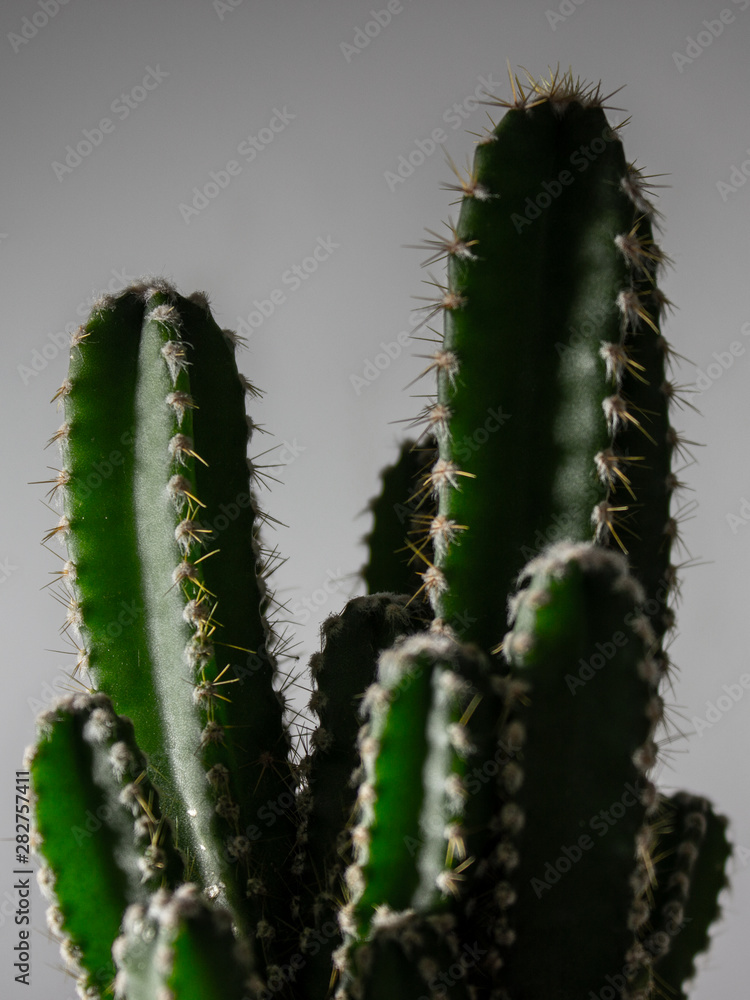 cactus isolated on white background cactus isolated on white background