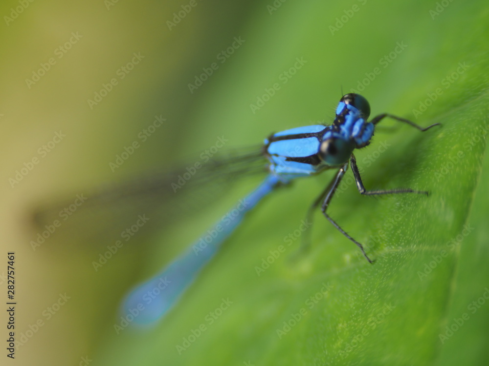 Naklejka premium Blue Dragonfly