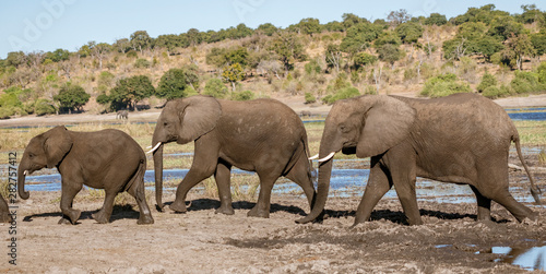 Family of elephants walks along river's edge