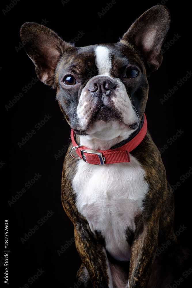 Portrait boston terrier pure breed black background closeup