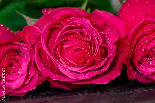 fresh dark pink roses close up macro with drops of water on petals lying on black wooden background