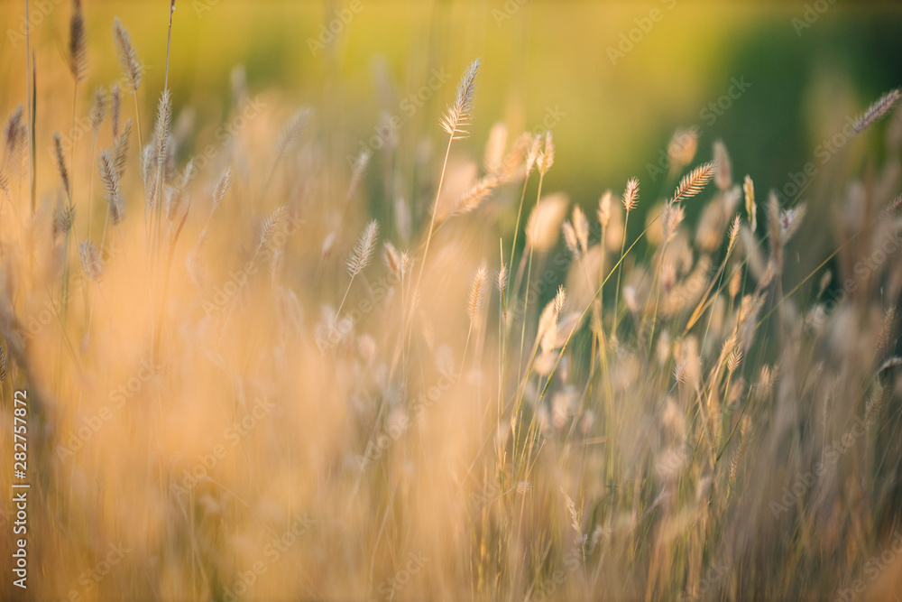 Naklejka close up macro of golden wheat crop weeds