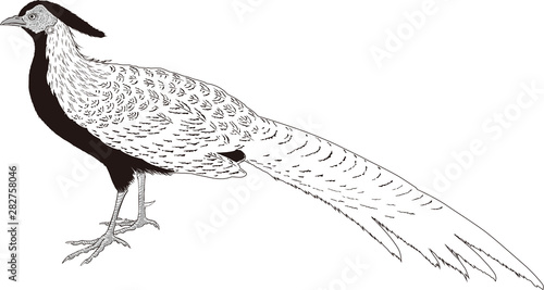 浮世絵　キジ　その1