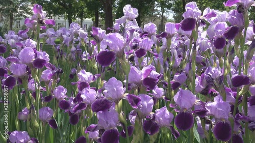 Blue Irises in a flower bed in the Park. Shooting from the bottom up to the sky photo