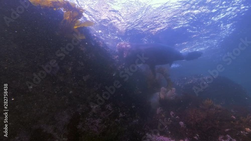 Wallpaper Mural Wide Angle: A Sea Lion Exploring a Reef at the Surface of the Ocean - Monterey, CA Torontodigital.ca