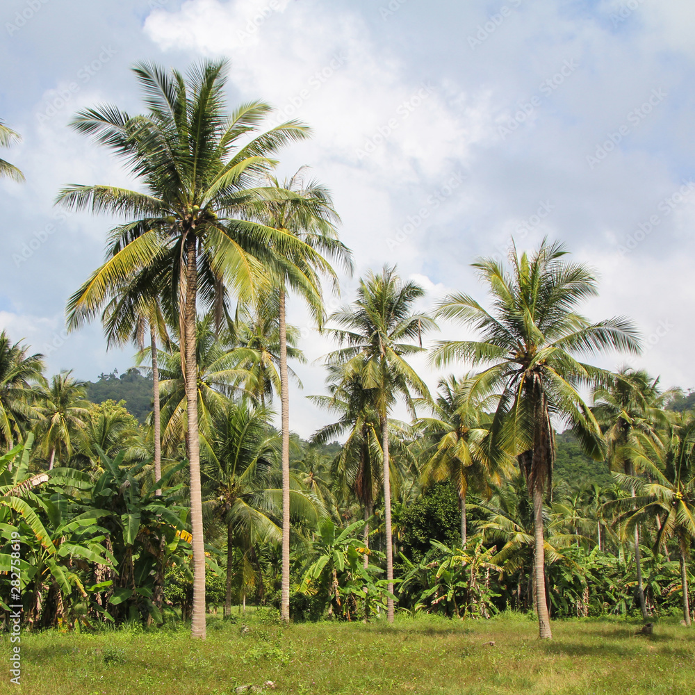 travel. Palm forest against the blue sky. life in the tropics. vacation in a warm country. travel. Palm forest against the blue sky. life in the tropics. vacation in a warm country.