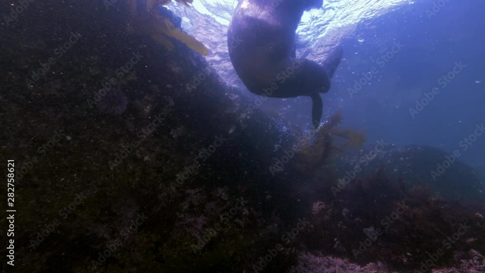 Wide Angle: Sea Lion Swimming at the Surface of Ocean Above a Reef - Monterey, CA Wide Angle: Sea Lion Swimming at the Surface of Ocean Above a Reef - Monterey, CA