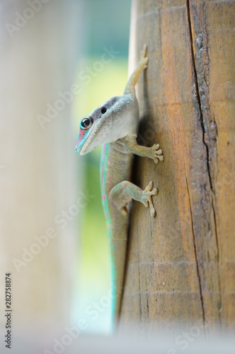 Bunter Gecko