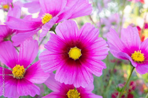 Closeup beautiful pink cosmos flower with blue sky background  selective focus