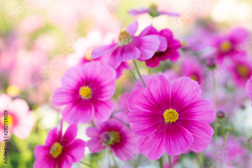 Closeup beautiful pink cosmos flower with blue sky background  selective focus