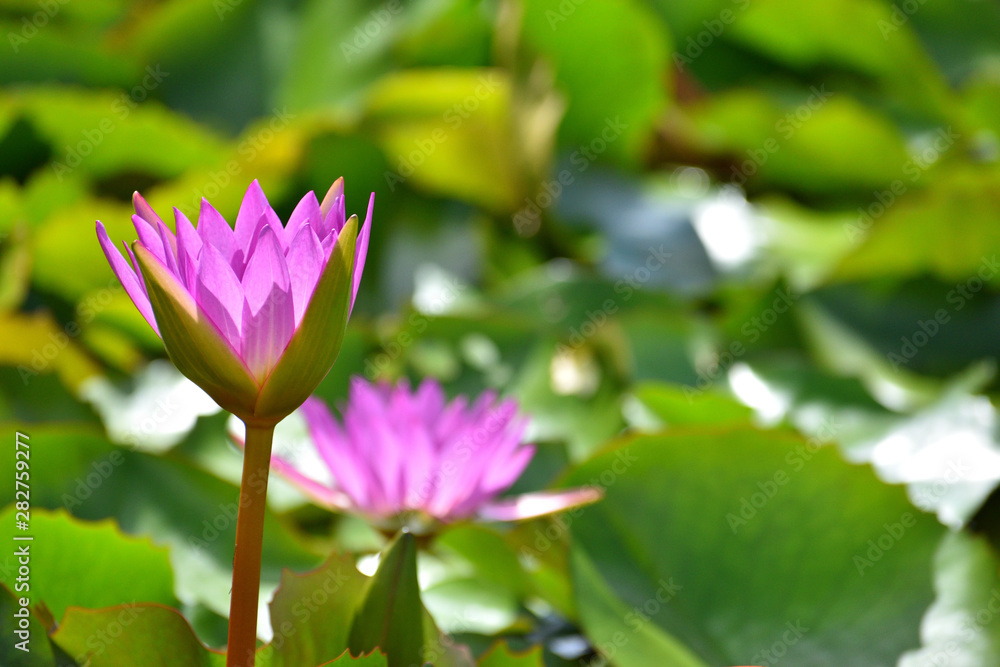 Obraz premium 紫色した睡蓮の花の写真素材