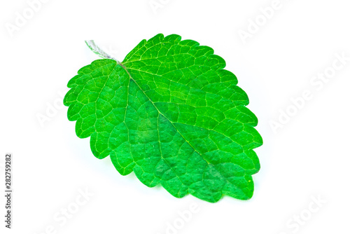 green mint leaf on isolated white background