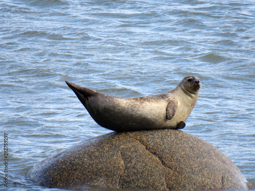 A seal on a rock in the middle of the water waving his tail