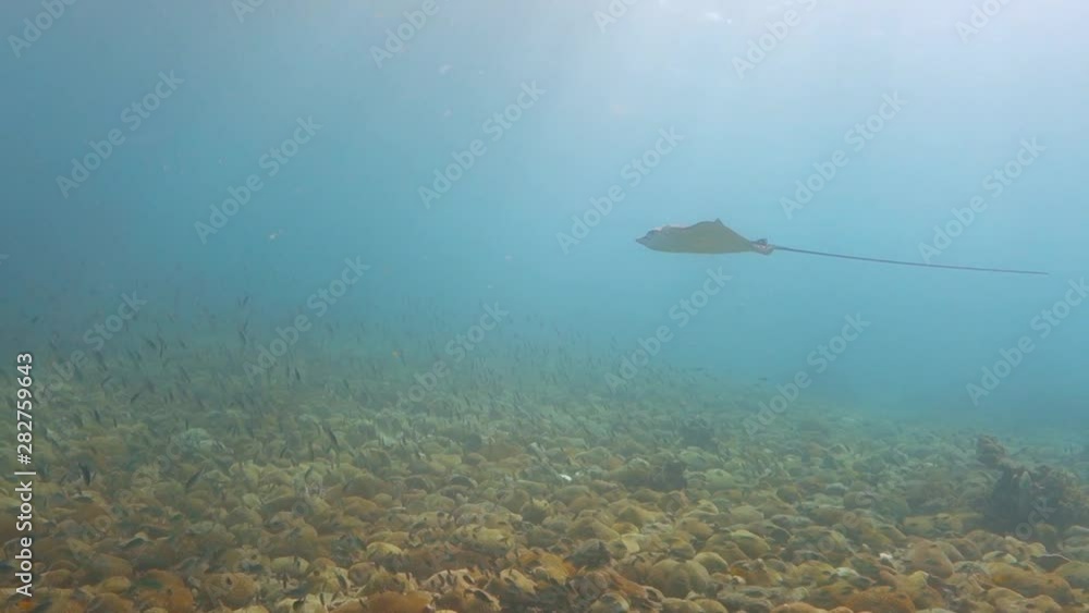 Adult eagle ray swims gracefully through warm shallow tropical waters; reef fish below; Koh Tao, Thailand. Adult eagle ray swims gracefully through warm shallow tropical waters; reef fish below; Koh Tao, Thailand.