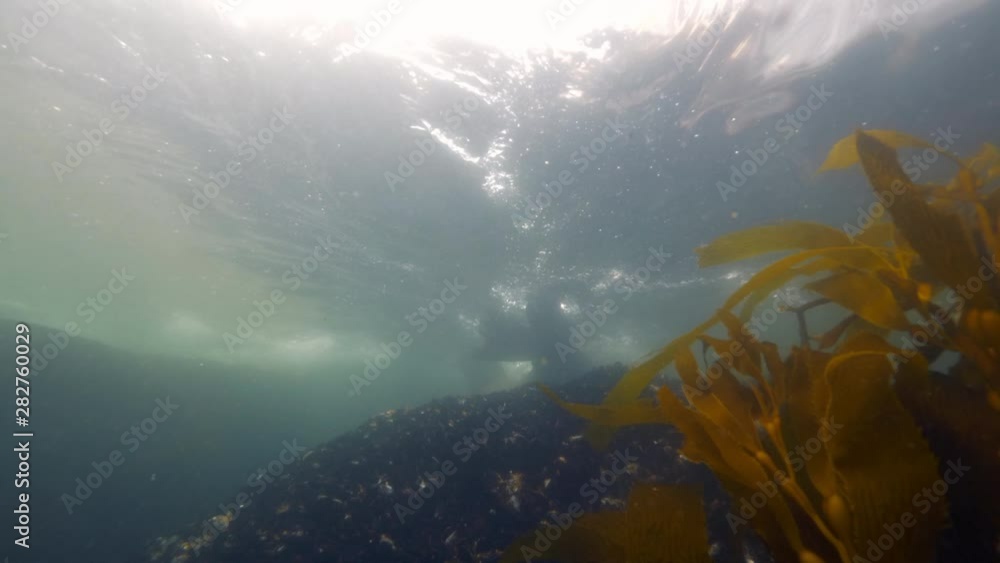 Wide Angle: A Sea Lion Swimming on the Surface of the Ocean Over a Reef Covered in Mussels - Monterey, CA Wide Angle: A Sea Lion Swimming on the Surface of the Ocean Over a Reef Covered in Mussels - Monterey, CA