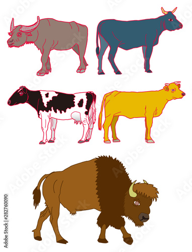 cows
