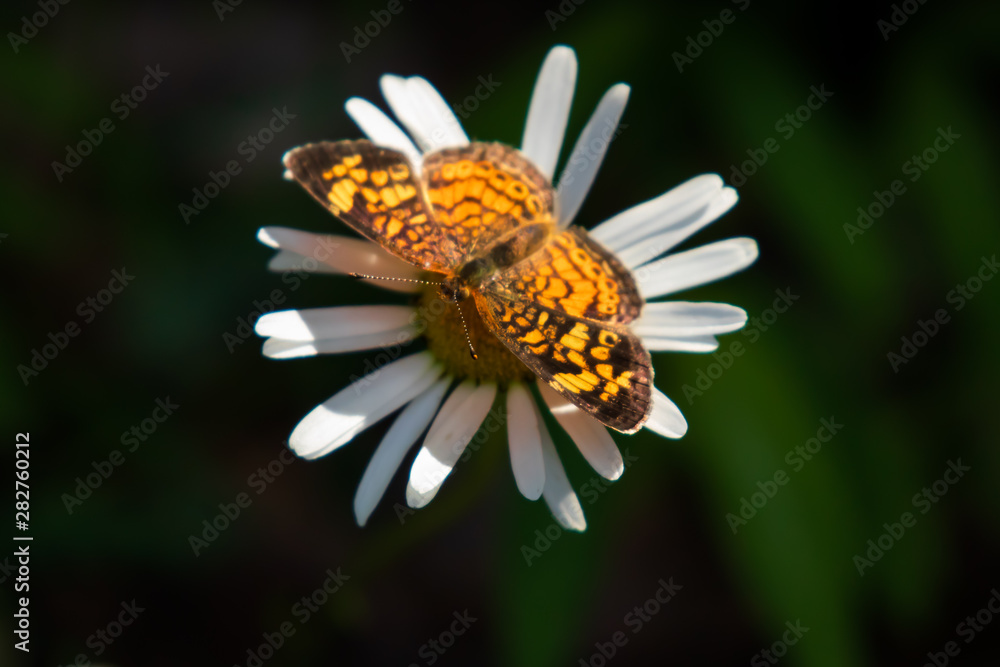 Orange brown spotted butterfly on daisy close-up Orange brown spotted butterfly on daisy close-up