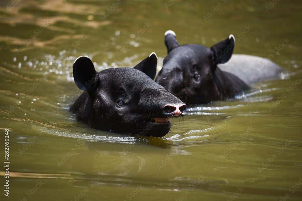Φωτογραφία tapir swimming on the water in the wildlife sanctuary / Tapirus terrestris or Ma