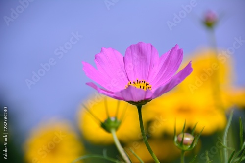 青空と黄色の花を背景にコスモスの花