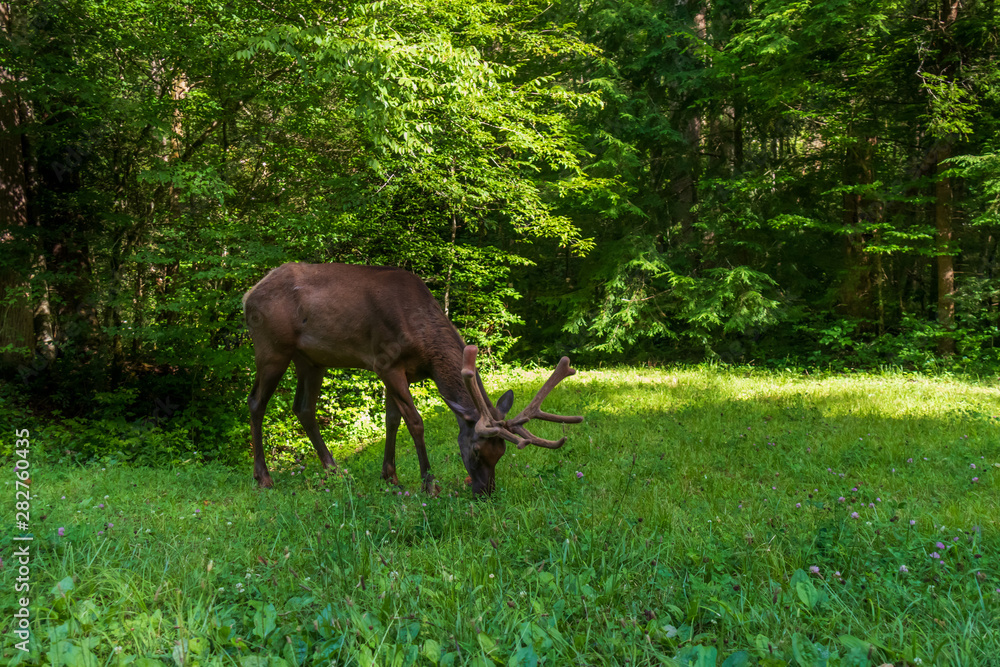 Bull elk grazing